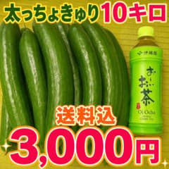 太っちょきゅうり 10kg 農家直送 訳あり。本日発送！日付指定×のサムネイル