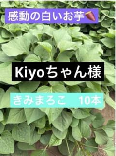 さつまいも苗　きみまろこ10のサムネイル