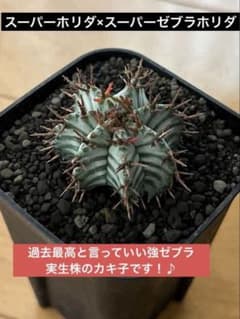 ユーフォルビアホリダ スーパーホリダ×スーパーゼブラホリダ超選抜実生