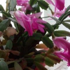 シャコバサボテン　根付き苗　観葉植物　植物　多肉植物のサムネイル