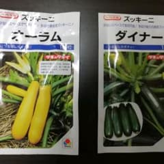 ズッキーニ　種　黄色　緑　各6粒ずつのサムネイル