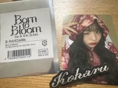 HANA Born to Bloom 랜덤 포토카 코할 스티커 세트