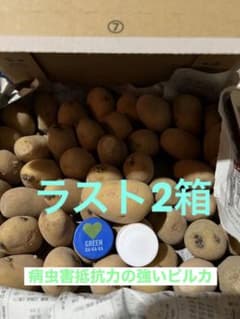 じゃがいも種芋　希少種ピルカ40個以上約1.5K 時期があるので御早めに購入をのサムネイル