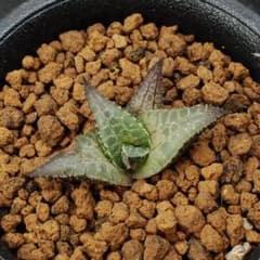 ハオルチア　tessellata IB40818 多肉植物260613のサムネイル