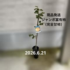 現品発送 富有柿 ジャンボ富有柿 苗木 苗 完全甘柿 接木 - メルカリ