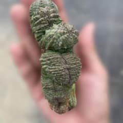 オベサ 綴化 約１０センチ カキコ微根のサムネイル