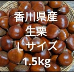 香川県産 生栗 Lサイズ 1.5kgのサムネイル