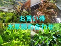 水草3種 セット アソートのサムネイル