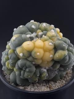 ロフォフォラ 疣銀冠玉錦 カキコ セットC - メルカリ