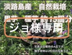 自然栽培　里芋　種芋　30個のサムネイル