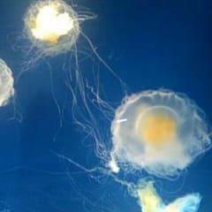 みら様専用のサムネイル