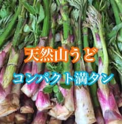 天然山うどのサムネイル