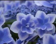 紫陽花苗、No.1コンペイトウ、アジサイ苗木、ハイドランジアのサムネイル