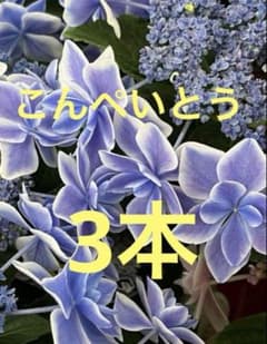紫陽花 挿し穂 3本 こんぺいとう 枝 - メルカリ