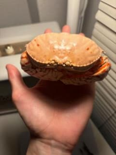 蟹味噌を食べるときの参考になるマルソデカラッパ ？ 標本 甲殻類 エビ ザリガニ 蟹味噌を食べるときの参考になるマルソデカラッパ ？ 標本 甲殻類 エビ