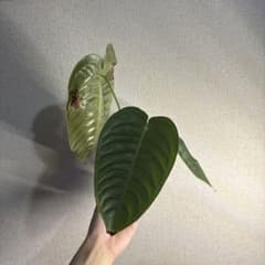 アンスリウム ベイチー訳あり - メルカリ