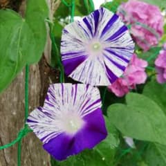 絞り咲き朝顔の種【まき時】のサムネイル