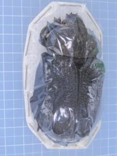 コロンビア産 レックスゾウカブト2 66mm - メルカリ