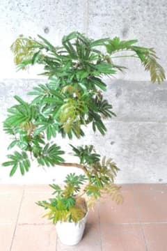 エバーフレッシュ 131cm8号 S-shaped tree form - メルカリ
