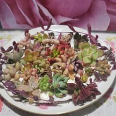 多肉植物。主に暖色系。根付きも混じって。のサムネイル