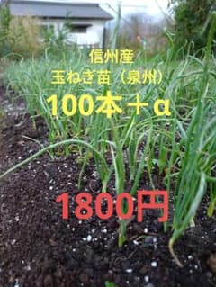 信州産 玉ねぎ苗（泉州） 100本 1800円のサムネイル
