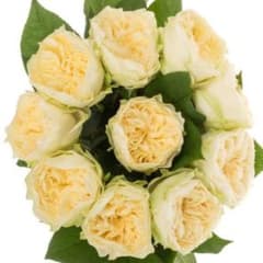 切り花品種バラ苗 レアバラ Lovely Harpe♡ Rose - メルカリ