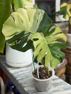 TC☆モンステラ デリシオーサ ホワイトティアーズ バリエガータ 組織