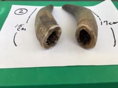 石垣島　牛のツノのサムネイル