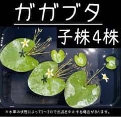 ガガブタ子株4株①のサムネイル