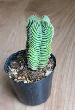 多肉植物 クラッスラ ブッタテンプル　キムナッキーのサムネイル