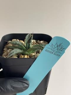 ジェレミー産 Hidden Agave アガベ エボリスピナ×ペローナ US株 ジェレミー産 Hidden Agave アガベ エボリスピナ×ペローナ US株 - メルカリ