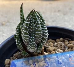 十二の爪　ハオルチア　多肉植物のサムネイル