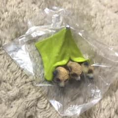 アニマルキャンプ　ミーアキャットのサムネイル