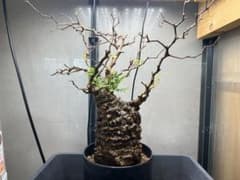 オペルクリカリアパキプス OPERCULICARYA PACHYPUS 塊根植物のサムネイル