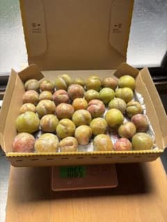 すもも　プラム　鹿児島県産のサムネイル