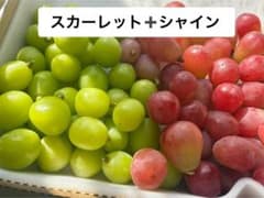 山梨県産スカーレット＋シャイン粒１キロ食べ比べセット⚪︎宅急便コンパクトのサムネイル