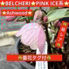 527☘️蕾花タグ付☘️超レア☘️BELCHERI⭐️PINK ICE系⭐️Ashwood