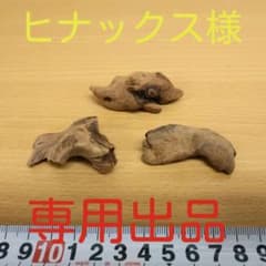 マングローブ系ミニ流木3本　　　　　　アクアリウム3点同時購入800円引き‼️のサムネイル