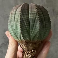 M*様 B14432★オークション★ 超巨大8.5cm株！ユーフォルビア オベサ B14433☆オークション☆ 超巨大8.5cm株！ユーフォルビア オベサ