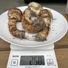 10/13日朝採れ⑦  信州豊丘産  訳ありお買い得セットのサムネイル