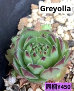 センペルビウム　Greyolla  抜き苗のサムネイル