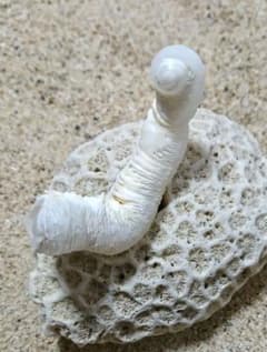 希少★珊瑚付★渦巻き＆チューブ　貝殻　 ケオン　イシカブラ　標本　パワーストーン m17761388714_1.jpg?1684380940