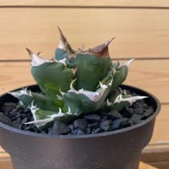 【極上血統】台湾株　agave titanota ホワイトファイヤー 極上血統】台湾株 agave titanota ホワイトファイヤー - メルカリ