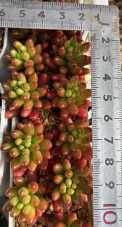 多肉植物虹の玉カット苗10個のサムネイル