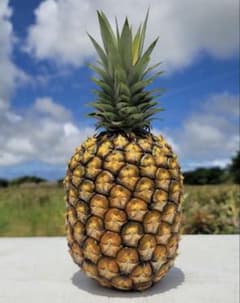 てんてん様　パインのサムネイル