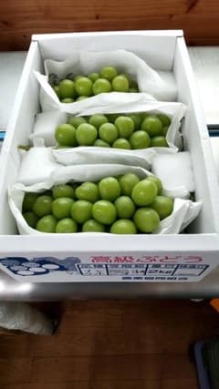 ネム様のサムネイル