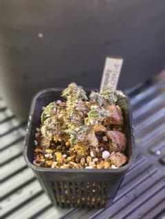 ユーフォルビア トゥレアレンシス 塊根植物 コーデックスのサムネイル