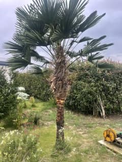 シュロの木　2.5M シュロの木 2.5M - メルカリ