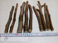 イチヂク穂木　4種セット③のサムネイル