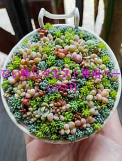 そのまま飾れる多肉植物寄せ植え♡ひい様専用ページのサムネイル